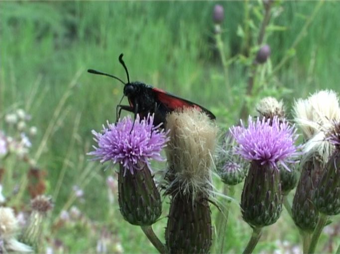 Sumpfhornklee-Widderchen ( Zygaena trifolii ) : Am Niederrhein, Feuchtbiotop, 09.07.2005